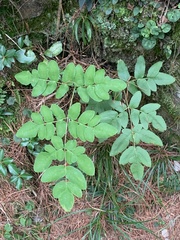 Osmunda japonica