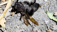 Xylocopa tranquebarorum