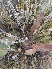 Protea scolopendriifolia