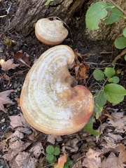 Ganoderma curtisii