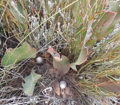 Protea scolopendriifolia