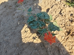 Nyctaginia capitata
