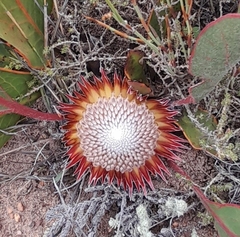 Protea scolopendriifolia