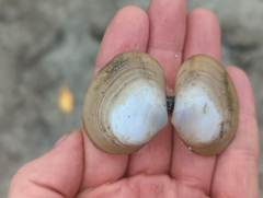 Tellinidae