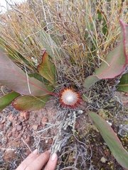 Protea scolopendriifolia