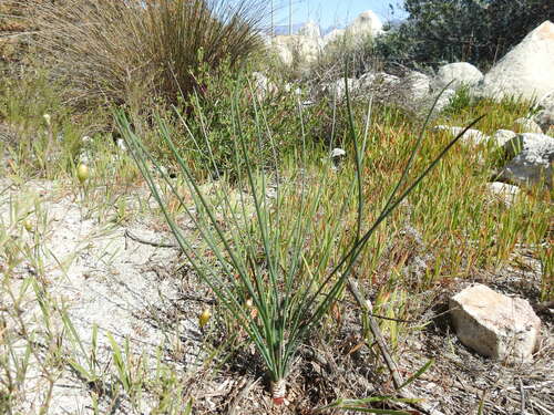Drimia fragrans