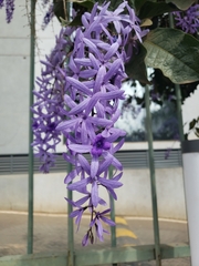 Petrea volubilis