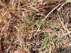 Euphorbia inaequilatera