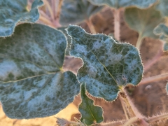Nyctaginia capitata