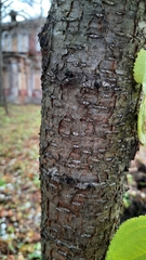 Rhamneae