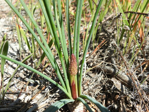 Drimia fragrans