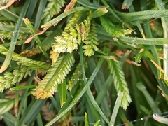 Eleusine tristachya
