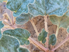 Nyctaginia capitata