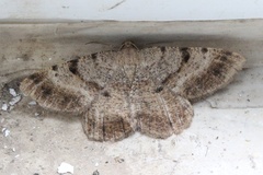 Selidosema brunnearia