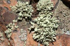 Ramalina breviuscula