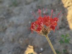 Nyctaginia capitata