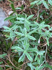 Anaphalis morrisonicola