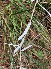 Anaphalis morrisonicola