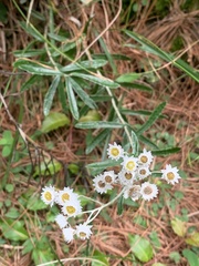 Anaphalis morrisonicola
