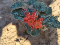 Nyctaginia capitata