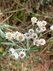 Anaphalis morrisonicola