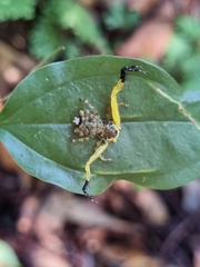 Phrynarachne ceylonica