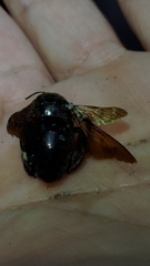 Xylocopa tranquebarorum