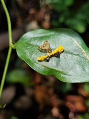 Phrynarachne ceylonica