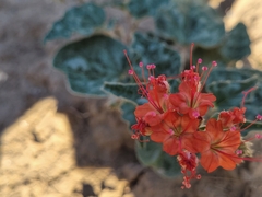 Nyctaginia capitata