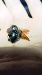 Xylocopa tranquebarorum