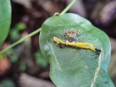 Phrynarachne ceylonica