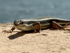 Trachylepis quinquetaeniata