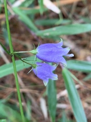 Adenophora triphylla