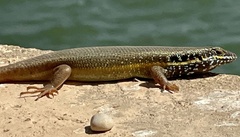 Trachylepis quinquetaeniata