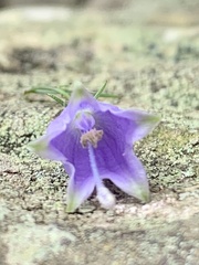 Adenophora triphylla