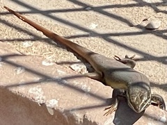 Trachylepis quinquetaeniata