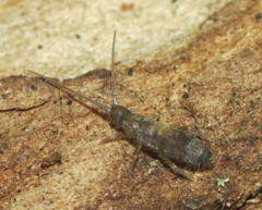 Tomocerinae
