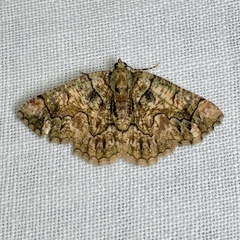 Aeolochroma rhodochlora