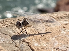 Selysiothemis nigra