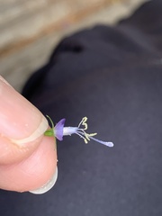 Adenophora triphylla