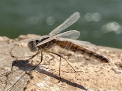 Selysiothemis nigra