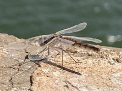 Selysiothemis nigra