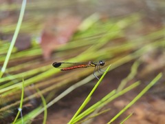 Libellago aurantiaca