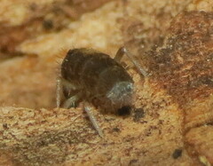 Tomocerinae