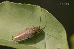 Ectobius pallidus