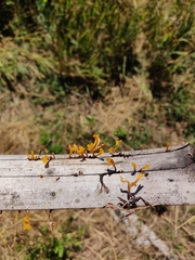 Dacrymyces spathularia