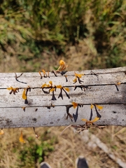 Dacrymyces spathularia