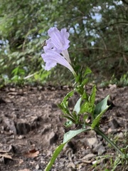 Strobilanthes flexicaulis