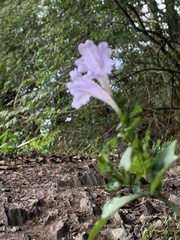 Strobilanthes flexicaulis