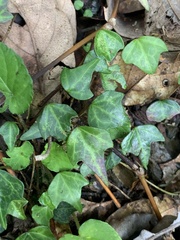 Hedera rhombea